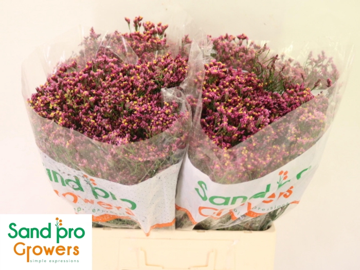 <h4>Lim Sin Tiffany Diam</h4>