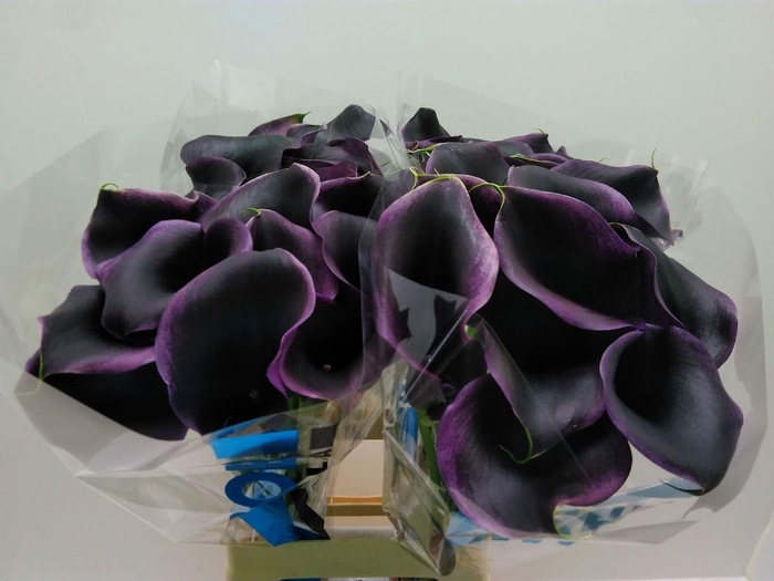 <h4>Calla Carrera</h4>