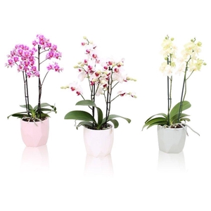 Phal. Multiflora 2-tak mix in keramiek BGC734 Vlakkenpot