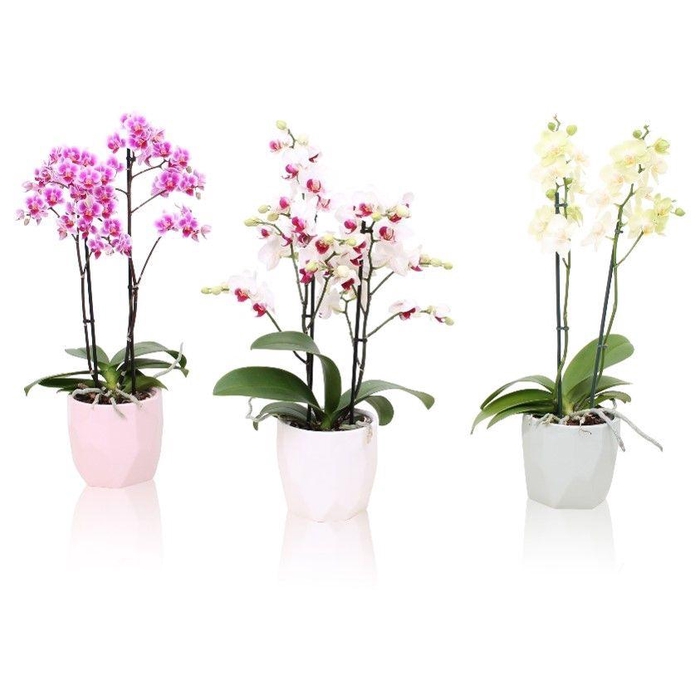 <h4>Phal. Multiflora 2-tak mix in keramiek BGC734 Vlakkenpot</h4>