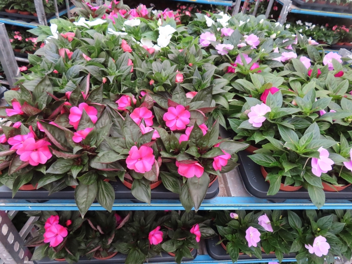 <h4>IMPAT NG MIXK 4 KL</h4>