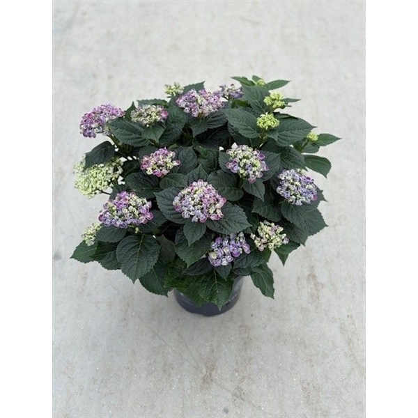 <h4>23 Hydrangea Curly wurly</h4>
