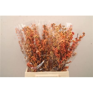 Ilex magical daydream