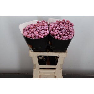 Snijgroen Snijbloemen Klb H