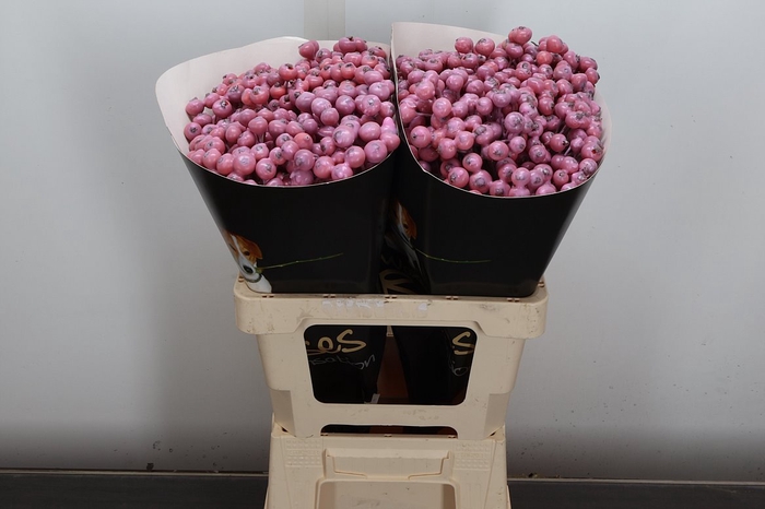 <h4>Snijgroen Snijbloemen Klb H</h4>