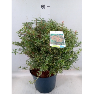 Pieris japonica 'Little Heath'