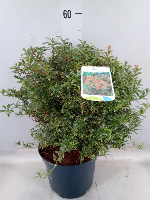 <h4>Pieris japonica 'Little Heath'</h4>