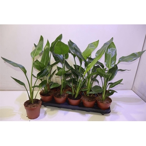 arr8 Strelitzia Reginae