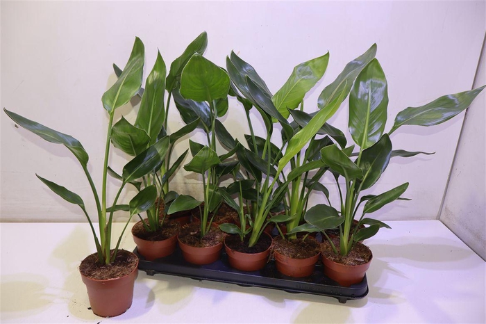 <h4>arr8 Strelitzia Reginae</h4>