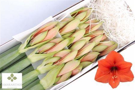 <h4>Hipp Desire</h4>