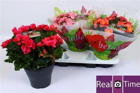 Beg En Betulia Gem