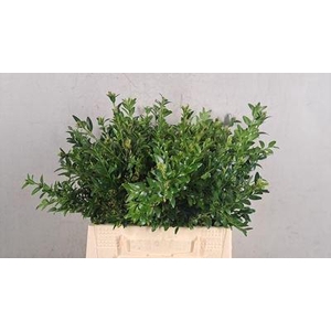 Buxus semp.   .../bos