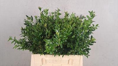<h4>Buxus semp.   .../bos</h4>