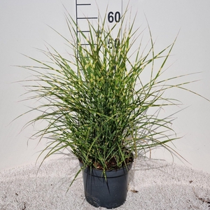 Miscanthus sinensis Strictus