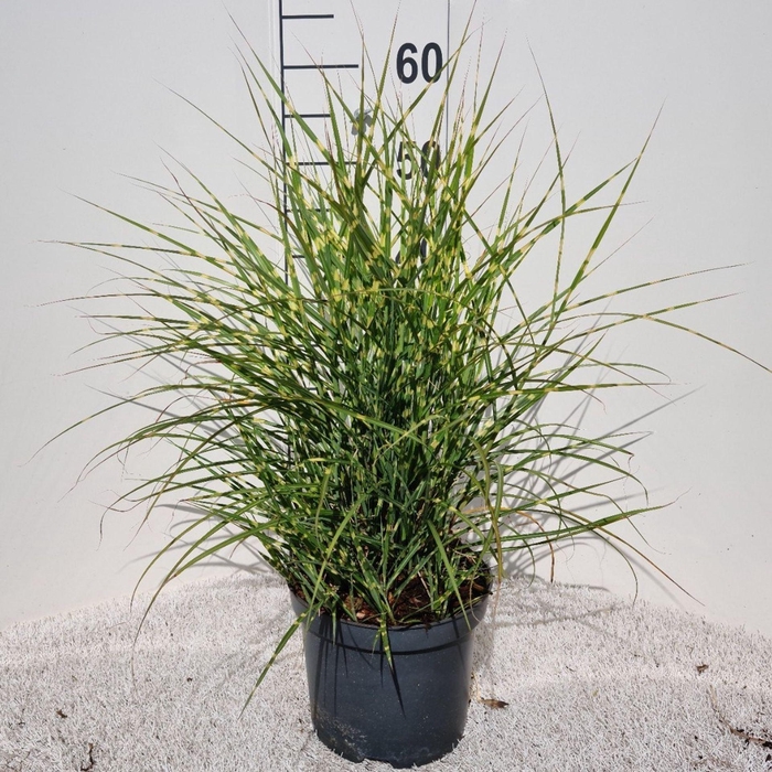 <h4>Miscanthus sinensis Strictus</h4>