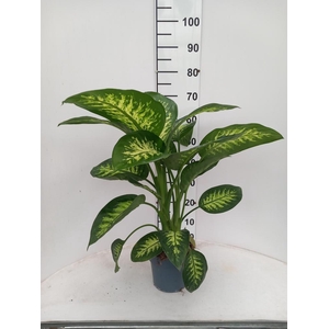 DIEFF SE TROPIC SNOW