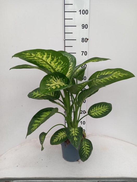 <h4>DIEFF SE TROPIC SNOW</h4>