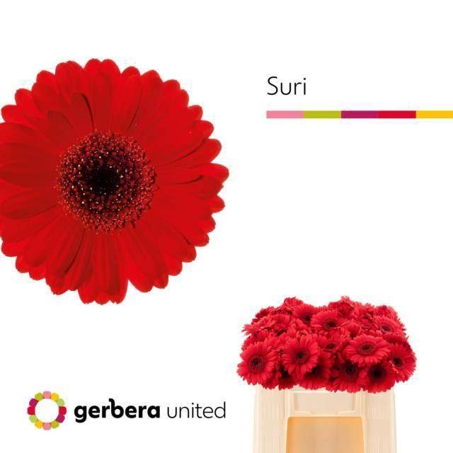 <h4>GERMINI SURI</h4>