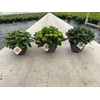 Hydrangea Macrophylla op kleur Highlights, Rood, Wit, Blauw