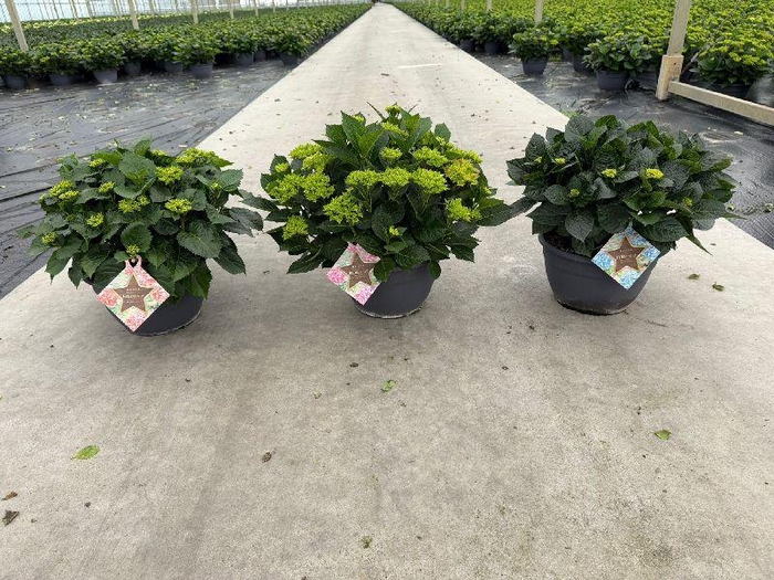 Hydrangea Macrophylla op kleur Highlights, Rood, Wit, Blauw