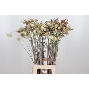 Asclepias Syriaca