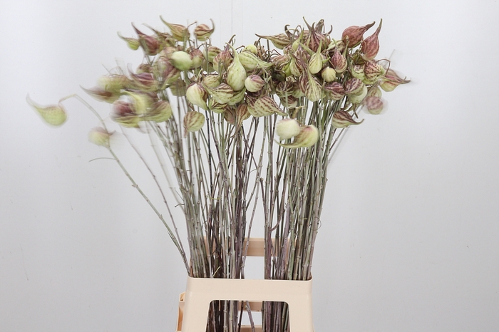 <h4>Asclepias Syriaca</h4>