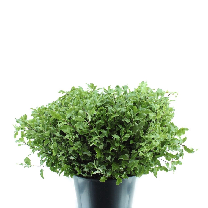 <h4>Pittosporum Tenuifoglia</h4>