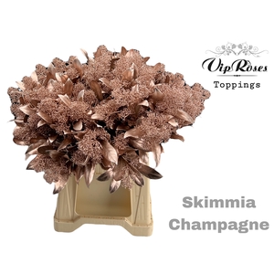 SKIMMIA CHAMPAGNE