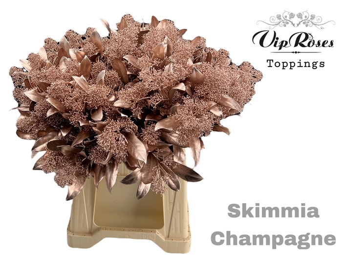 <h4>SKIMMIA CHAMPAGNE</h4>