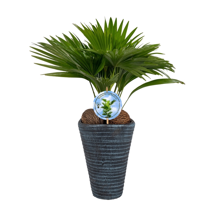 <h4>Livistona rotundifolia11 s Aspd Lucht Zuiverend Blue pot</h4>