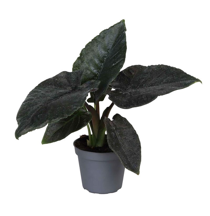 <h4>ALOCASIA BAGINDA p6 ANTORO VELVET</h4>