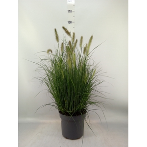 Pennisetum alopec. 'Hameln'
