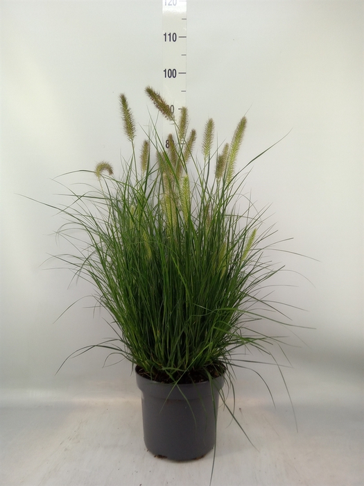 <h4>Pennisetum alopec. 'Hameln'</h4>