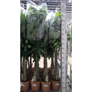 Pachira aquatica