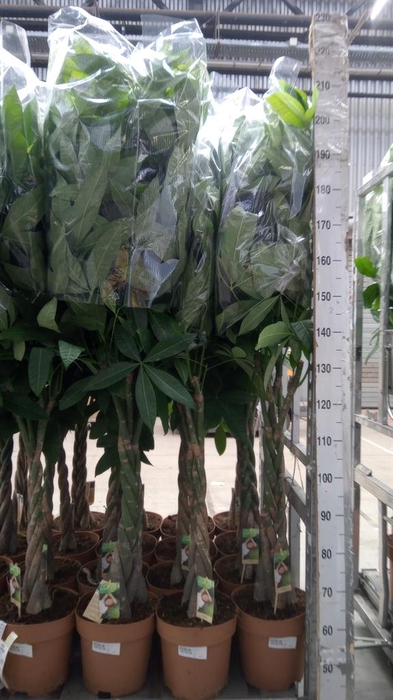 <h4>Pachira aquatica</h4>