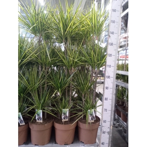 Dracaena marg. 'Sunray'