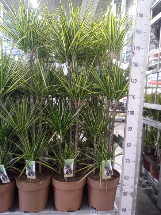 <h4>Dracaena marg. 'Sunray'</h4>