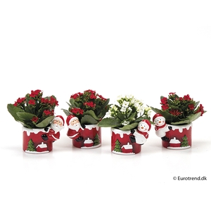 KALANCHOE BLOSSF KERST P6 E 2351