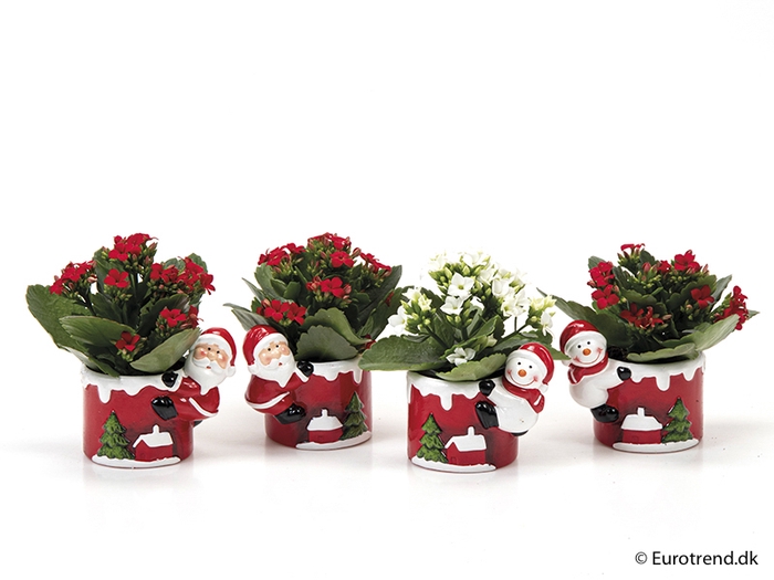 <h4>KALANCHOE BLOSSF KERST P6 E 2351</h4>