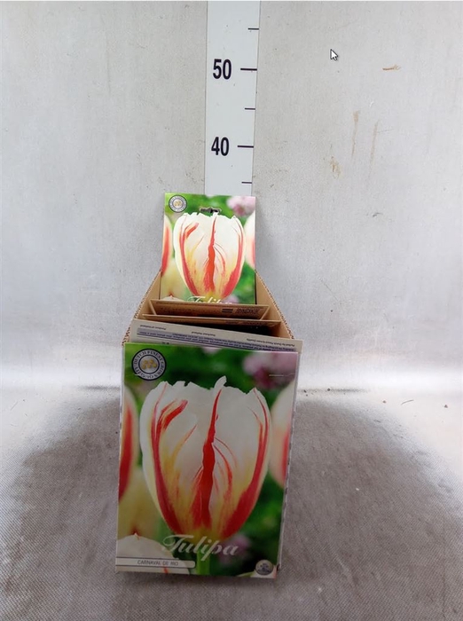 <h4>Tulipa   ...flowerbulbs</h4>