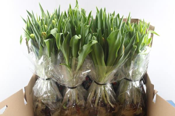 <h4>Tu En Mix In Doos (doos)</h4>