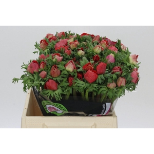 Anemone Mistral Plus Red