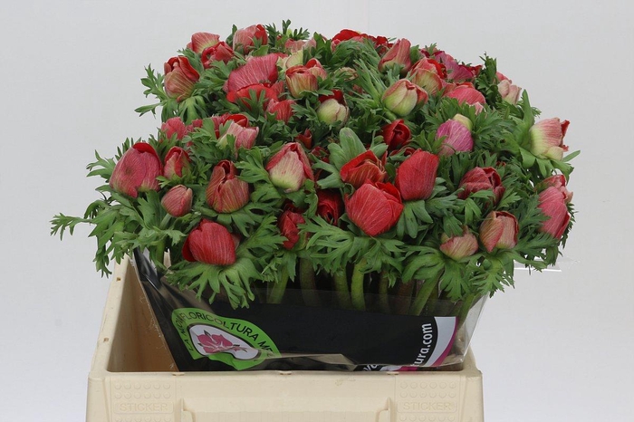 <h4>Anemone Mistral Plus Red</h4>