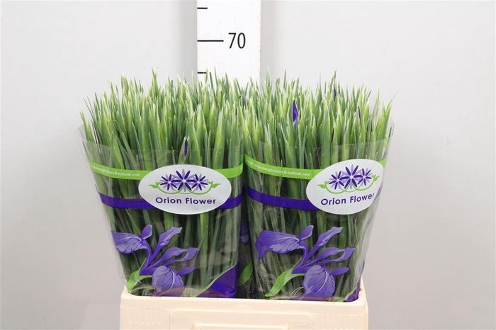 <h4>Iris Blue Magic</h4>