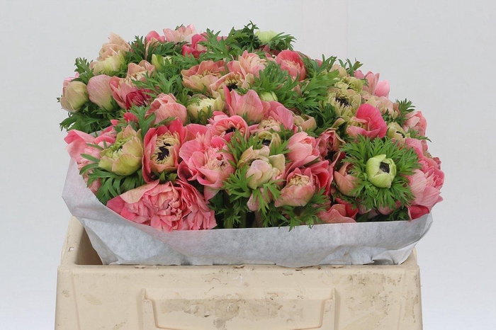 <h4>Anemone Levante Pink</h4>