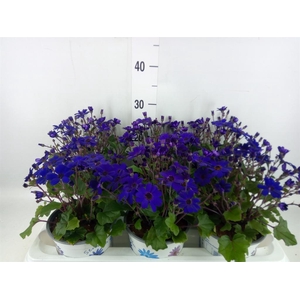 Pericallis cr. 'Senetti Blue Deep'