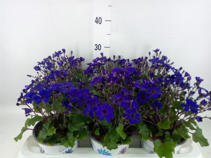 <h4>Pericallis cr. 'Senetti Blue Deep'</h4>