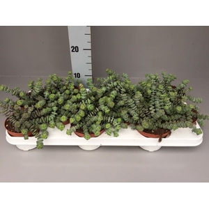 Crassula marnieriana