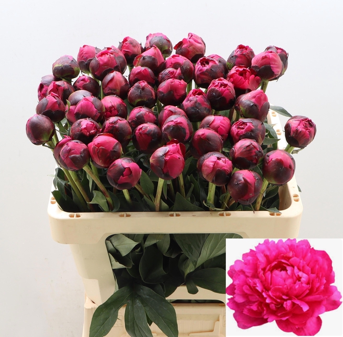 <h4>PAEO L KANSAS</h4>