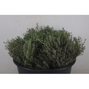 Thym Scented P Bunch